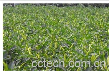 果蔬百科指天椒-0