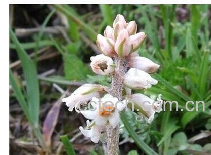 果蔬百科粉条儿菜-0