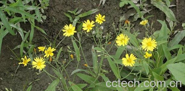 果蔬百科兔儿菜-0