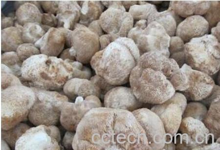 果蔬百科干猴头菇-0