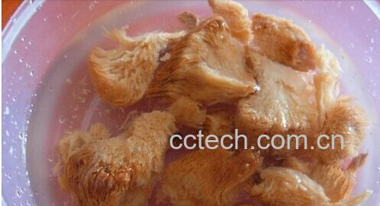 果蔬百科猴头菇-0