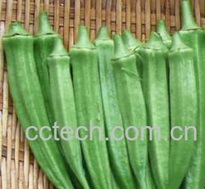 果蔬百科秋葵-0