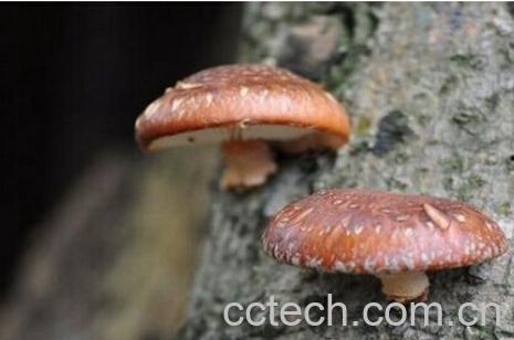 果蔬百科椴木菇-0