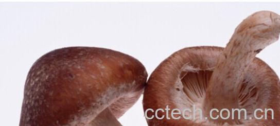 果蔬百科香菇-0