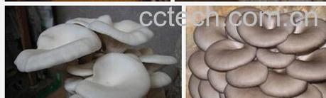 果蔬百科平菇与凤尾菇-0