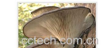 果蔬百科凤尾菇-0