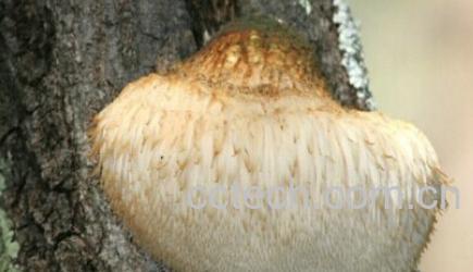 果蔬百科猴头菇-0