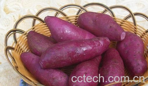 果蔬百科生吃红薯-0