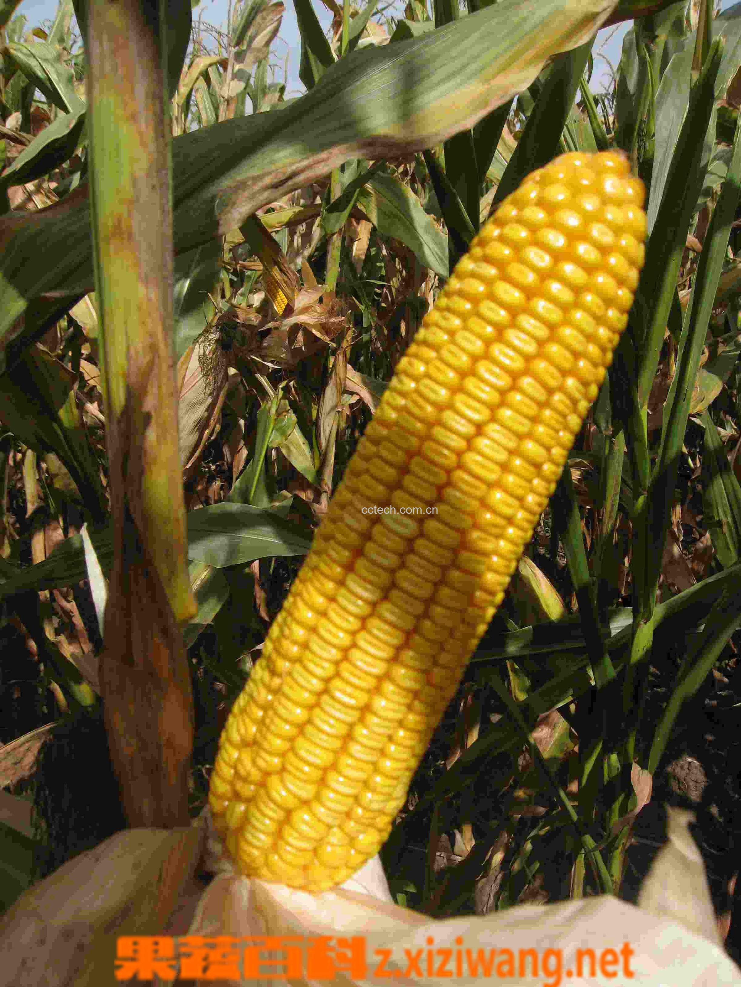 果蔬百科玉米-0