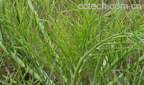 果蔬百科沙芥菜的腌制方法-0