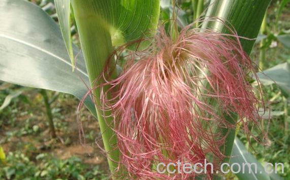 果蔬百科玉米须的食用方法-0