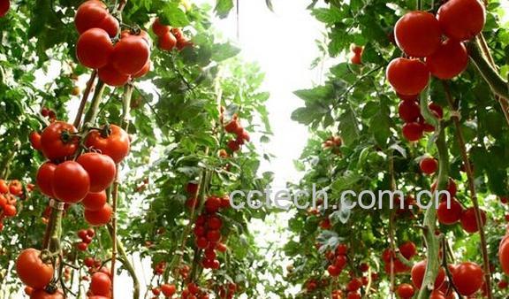 果蔬百科春季西红柿种植-0