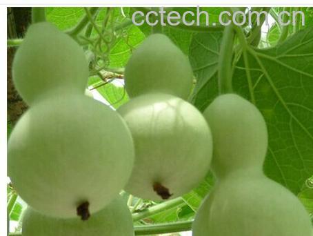 果蔬百科葫芦瓜-0