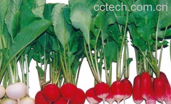 果蔬百科根系菜-0