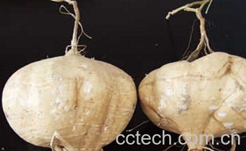 果蔬百科白地瓜-0