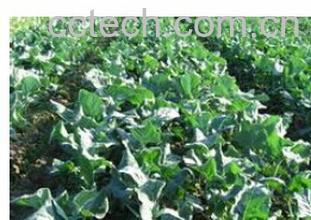 果蔬百科碧杉-0