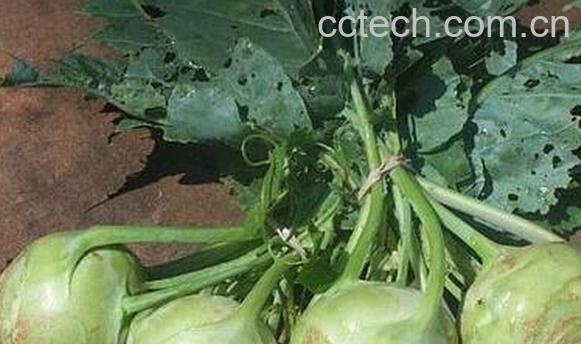 果蔬百科球茎甘蓝-0