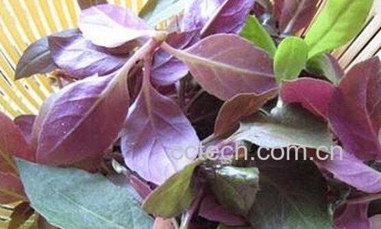 果蔬百科红背菜-0