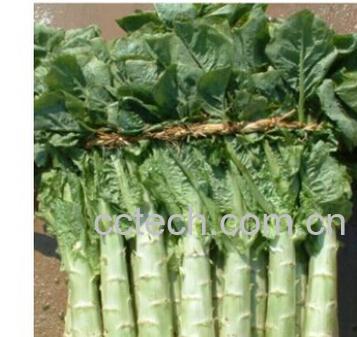 果蔬百科苦苣-0