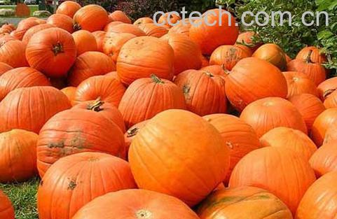 果蔬百科南瓜-0