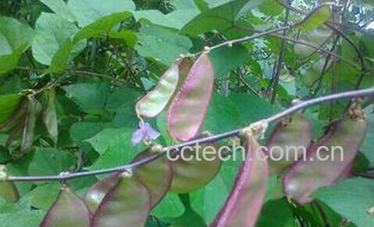 果蔬百科扁豆-0