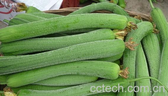 果蔬百科丝瓜内部发烂-0