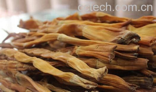 果蔬百科干竹笋-0