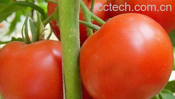 果蔬百科番茄-0