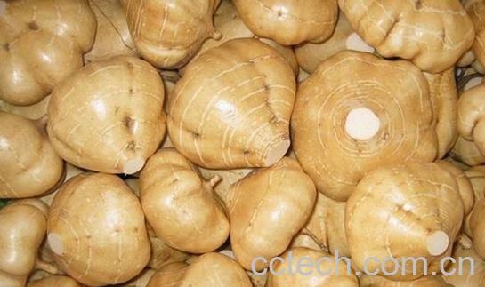 果蔬百科白地瓜-0