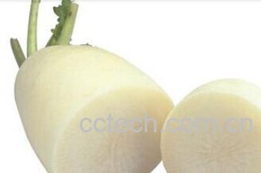 果蔬百科白萝卜-0