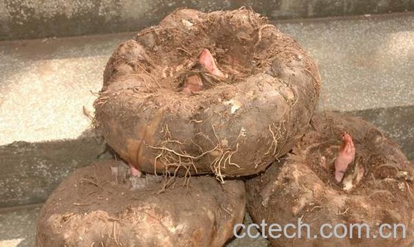 果蔬百科魔芋-0