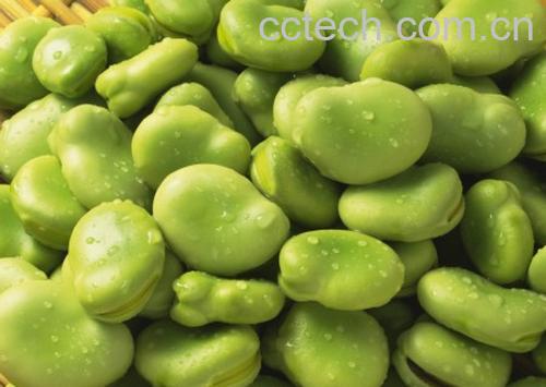 果蔬百科蚕豆-0