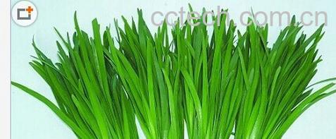 果蔬百科韭菜-0