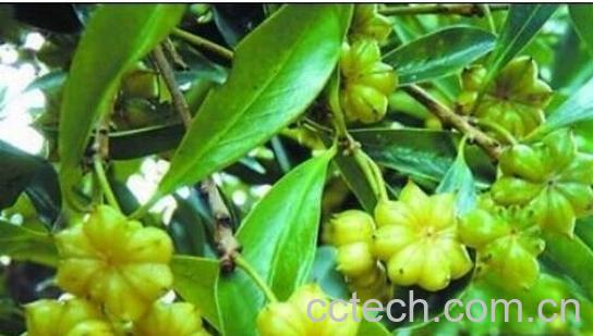 果蔬百科大茴香-0