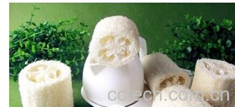 果蔬百科丝瓜-0