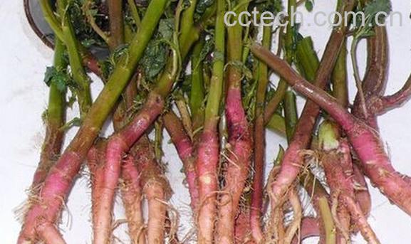 果蔬百科{苋菜-0