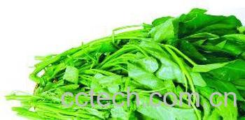 果蔬百科空心菜-0