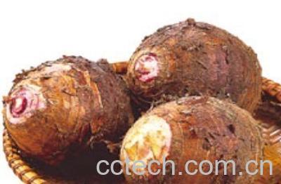 果蔬百科芋头-0