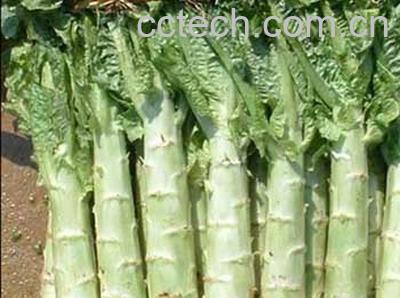 果蔬百科莴笋-0