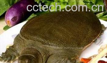 果蔬百科食物-0