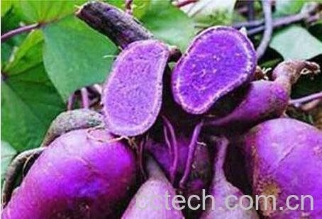 果蔬百科黑薯-0