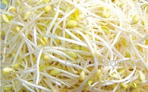 果蔬百科黄豆芽-0