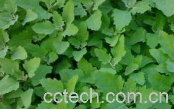 果蔬百科灰菜-0