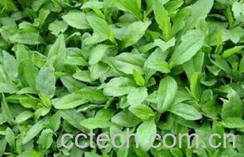 果蔬百科马兰头-0