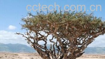 果蔬百科乳香精油-0