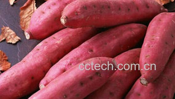 果蔬百科红薯-0