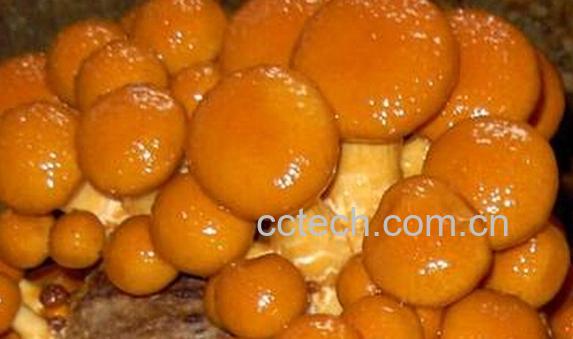 果蔬百科滑菇-0