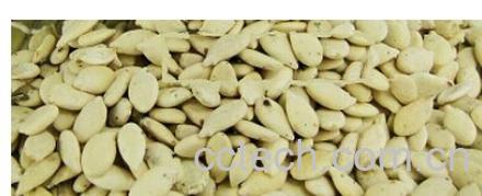 果蔬百科冬瓜子-0