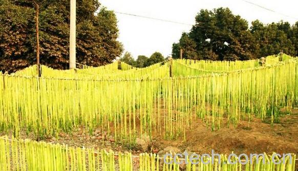 果蔬百科贡菜-0