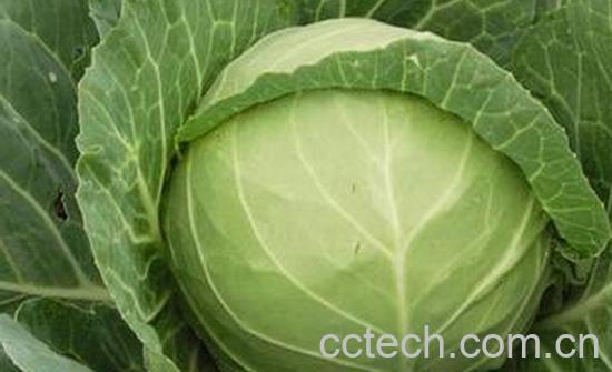 果蔬百科甘蓝-0